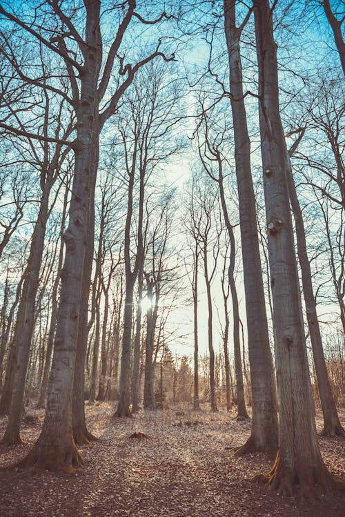 Foto d'estoc gratuïta de a l'aire lliure, arbres, bosc