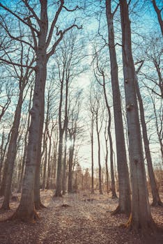 宁静的秋季森林中，高大的树木间阳光穿透，捕捉到秋天的本质