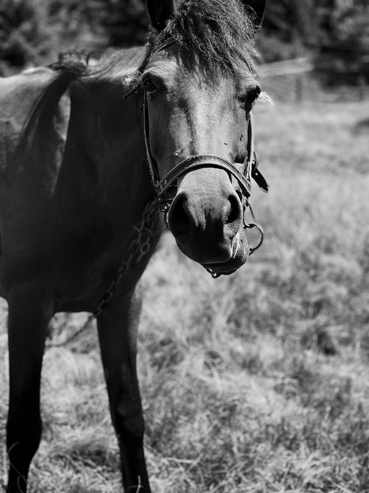 Grayscale Photo Of A Horse