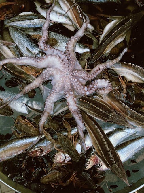Gratis lagerfoto af blæksprutte, fisk og skaldyr, hummere