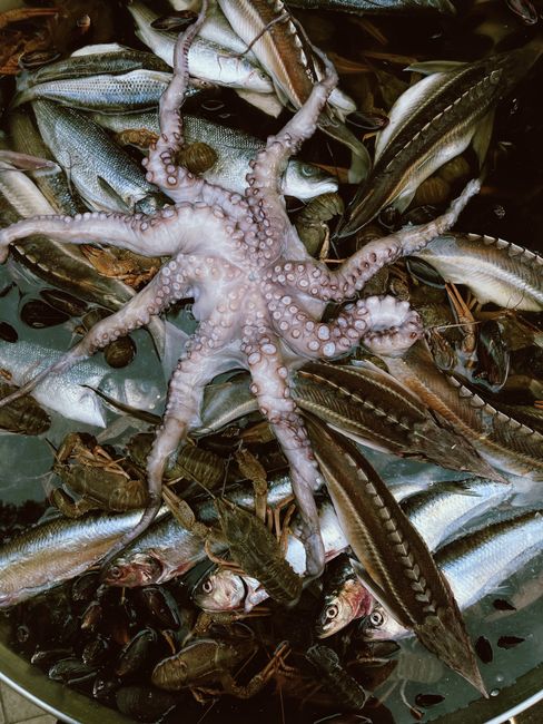 Meracik Umpan Jitu: Rahasia Sukses Memancing Udang Galah Meracik Umpan Jitu: Rahasia Sukses Memancing Udang Galah