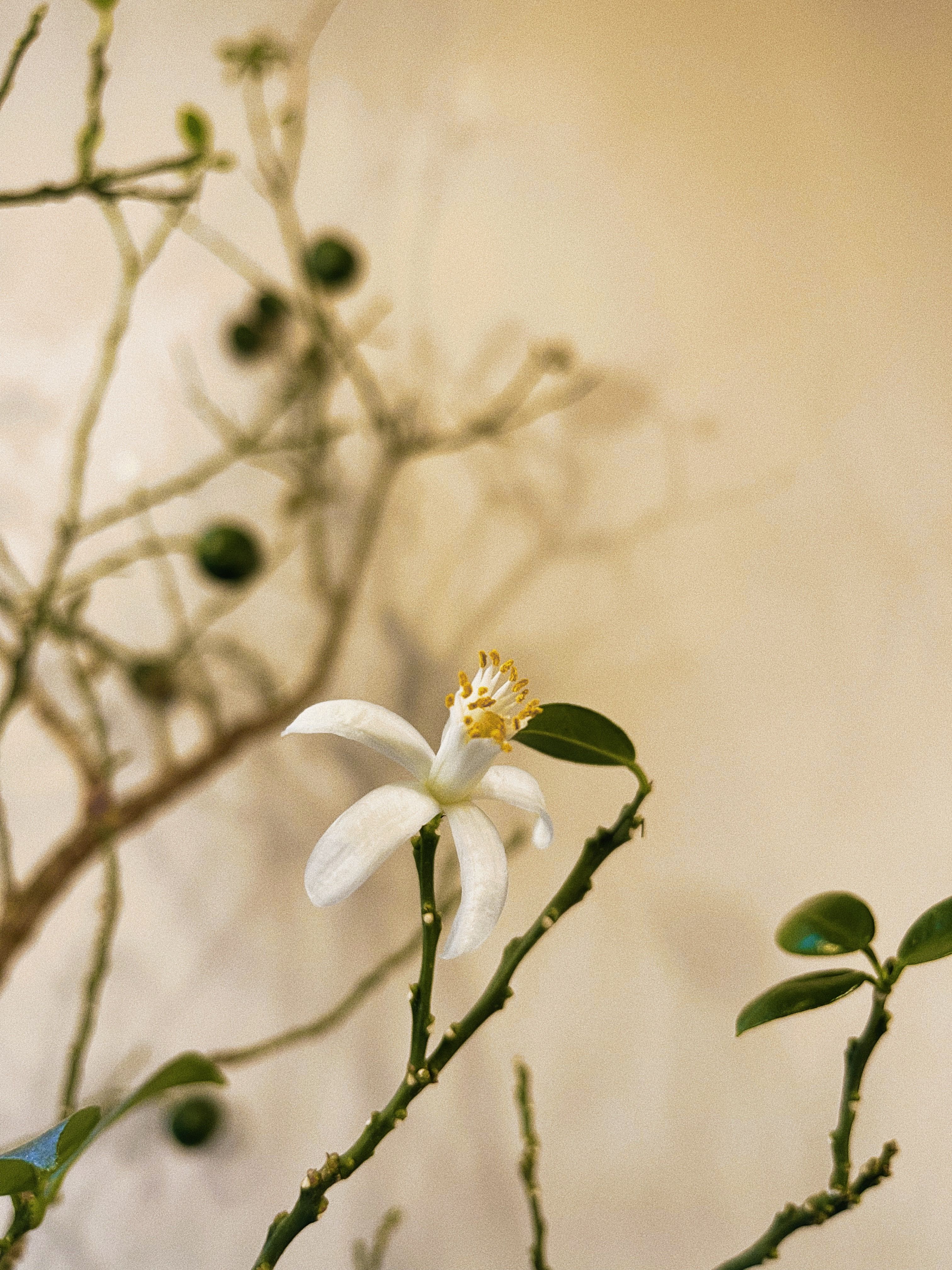 Close-up of a white blossom with twigs and muted background, capturing minimalist floral beauty.