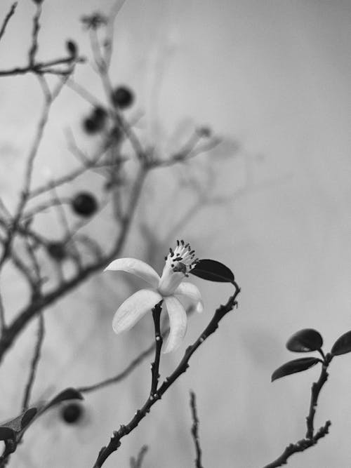 Безкоштовне стокове фото на тему «весна, зима, квітка»