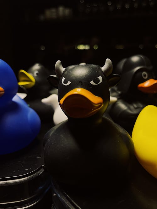 Free stock photo of duck, rubber duck, rubber ducks