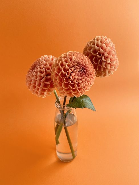 Three vibrant dahlias in a glass vase against a vivid orange backdrop.