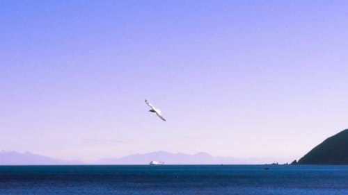 Free stock photo of albatross, beach, bird in flight