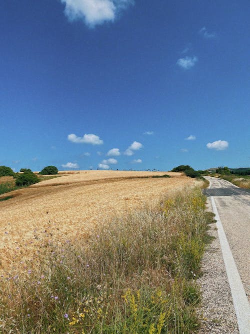 Imagine de stoc gratuită din câmp, cer albastru, drum