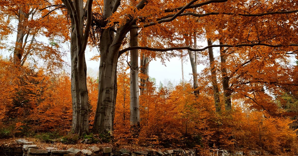 紅葉したブナの林のイメージ写真