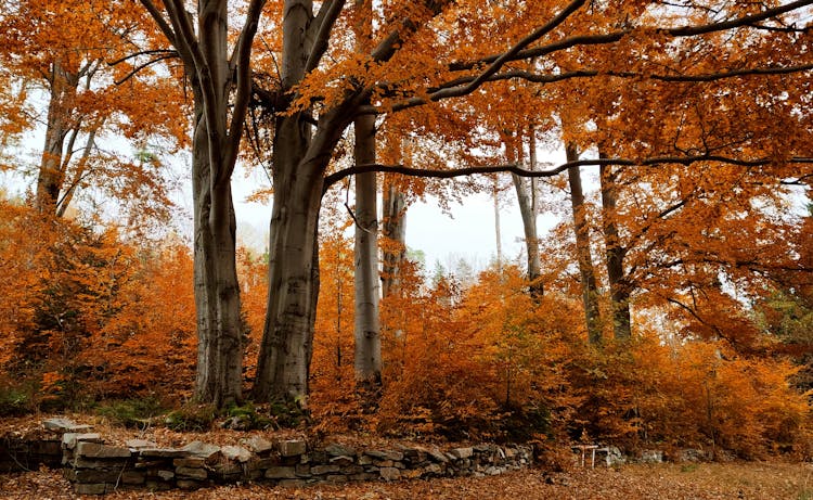 Brown Trees On Brown Field