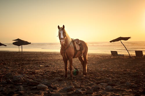Лошадь на песке