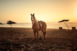 Horse on Sand