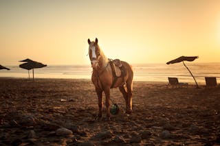 Horse on Sand