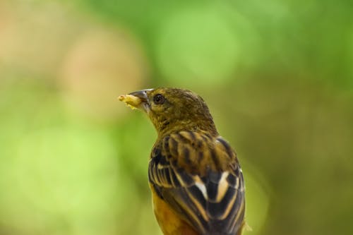 Free Bird eating Stock Photo