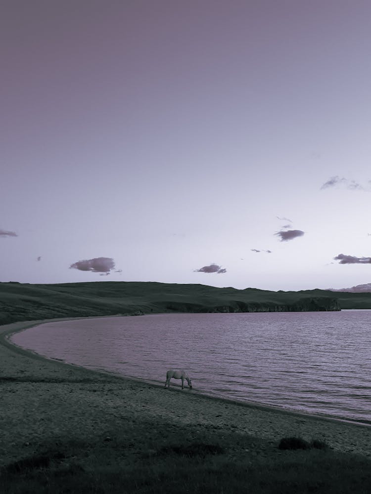 White Horse On The Lake Shore