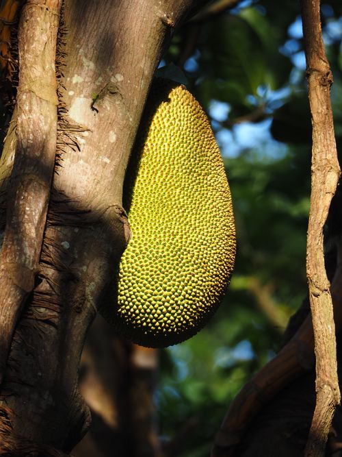 Free Close-up of a ripe jackfruit growing on a tree branch in Jinja, Uganda. Stock Photo