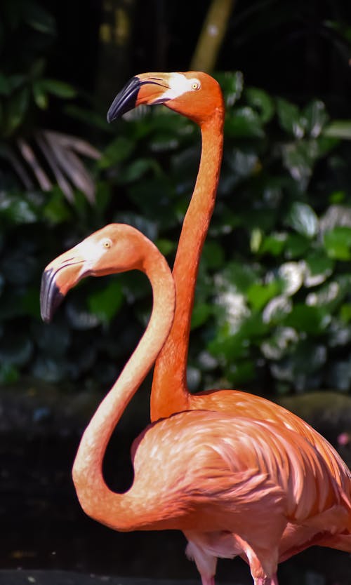 Free Flamingo Stock Photo