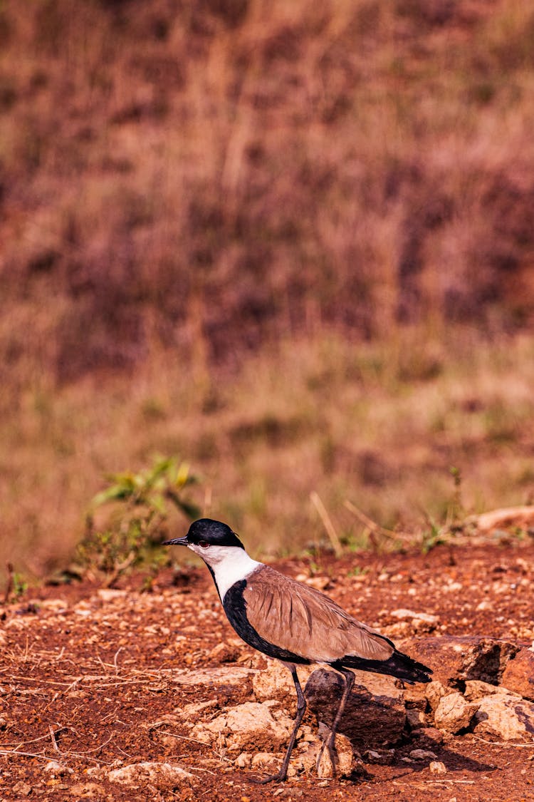 Spur Winged Lapwing Bird Standing On Rocky Ground