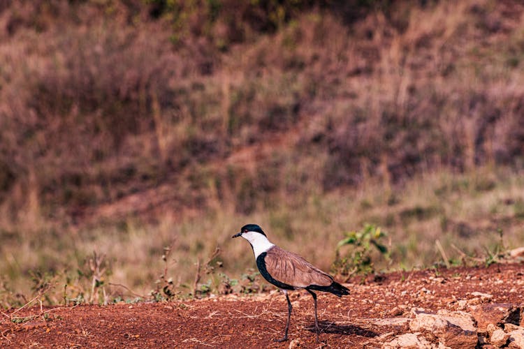 A Brown Winged Bird On Ground