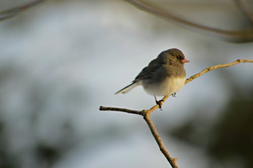 Grey and White Small Bird