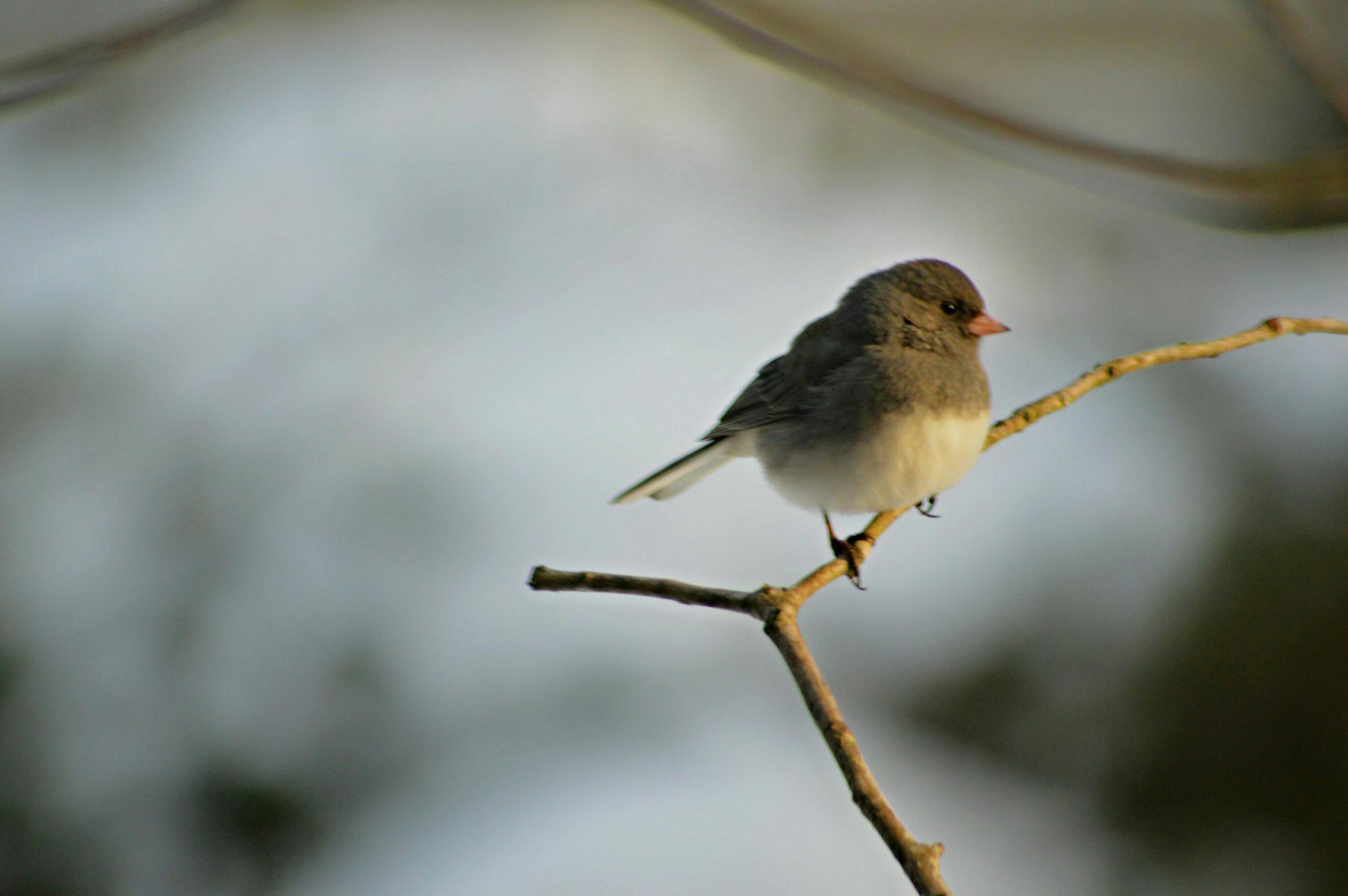 Grey and White Small Bird · Free Stock Photo