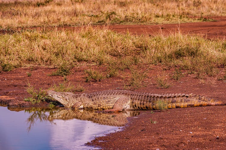 Crocodile On Land