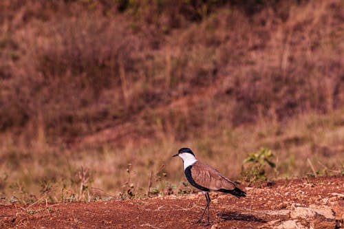 Lapwing Perched on the Ground