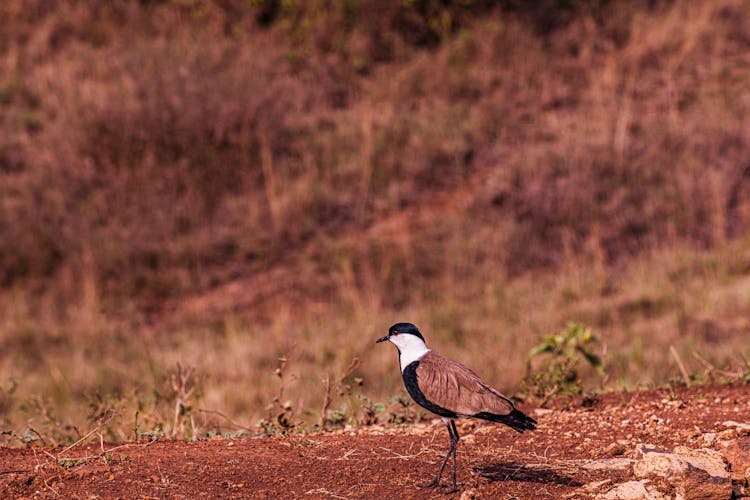 Lapwing Perched On The Ground