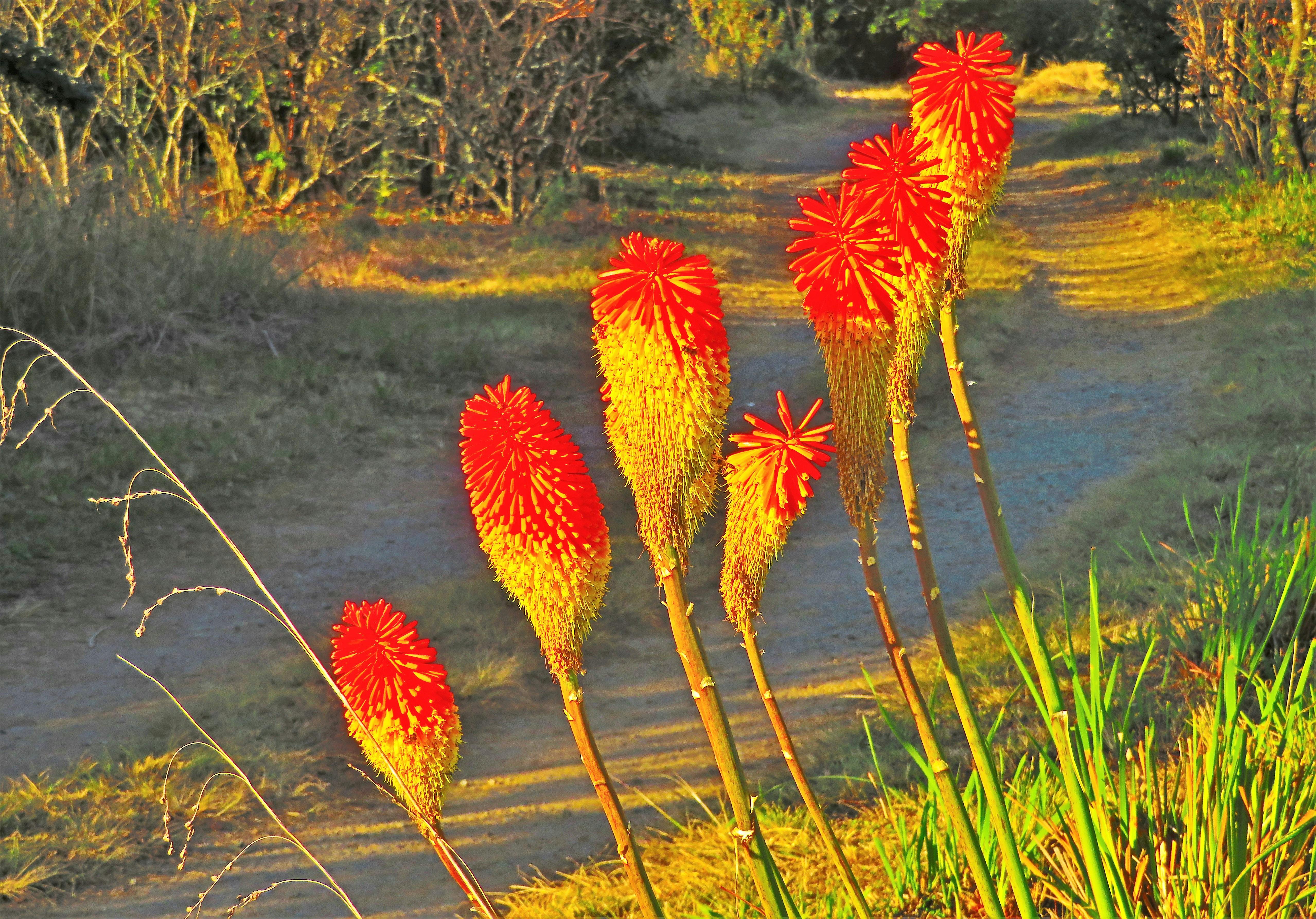 Foto Gratuita Di Aloe Fiore Arancione Fiori