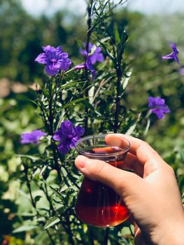gromwell plant purple dye