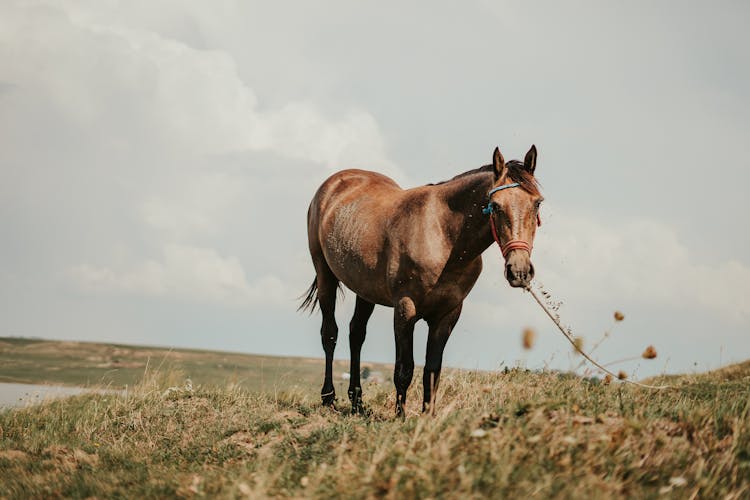 Brown Horse In The Field