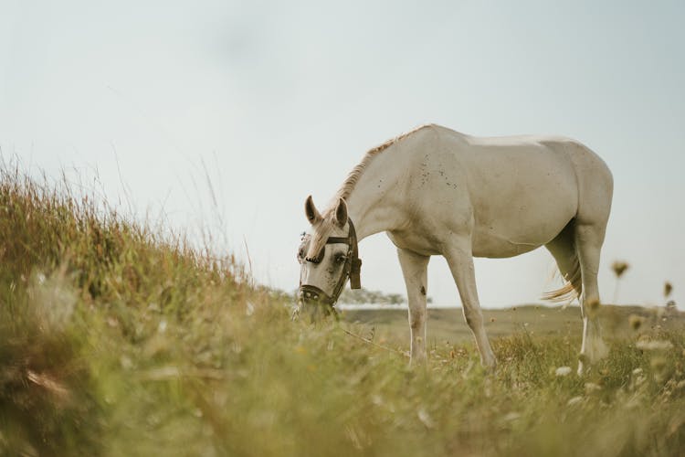 White Horse Grazing In Field