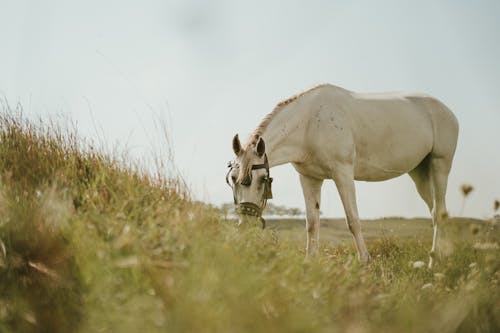 Základová fotografie zdarma na téma bílá, hřiště, kůň