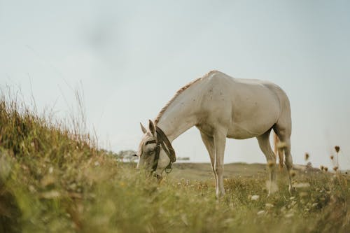 Gratuit Imagine de stoc gratuită din alb, animal, cal Fotografie de stoc