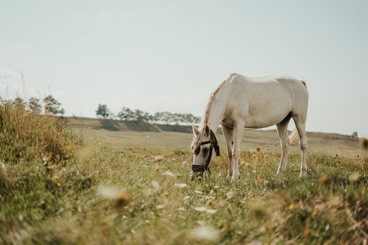 White Horse Grazing In Field
