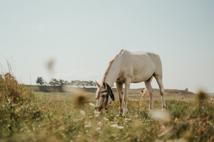 White Horse Grazing In Field