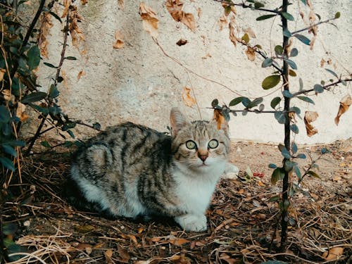 Fotobanka s bezplatnými fotkami na tému mačacie oči, mačka, príroda