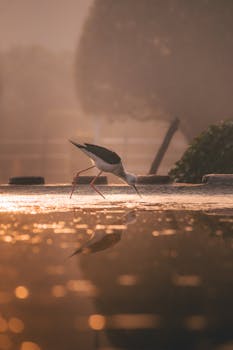 A black-winged stilt wading in a puddle with its reflection captured at sunset.