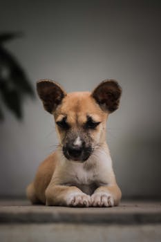 Close-up portrait of a young puppy laying down with a gentle expression.