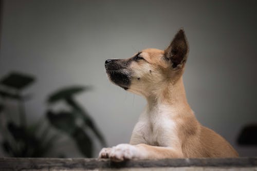 Free Photo of a Brown and Black Puppy  Stock Photo