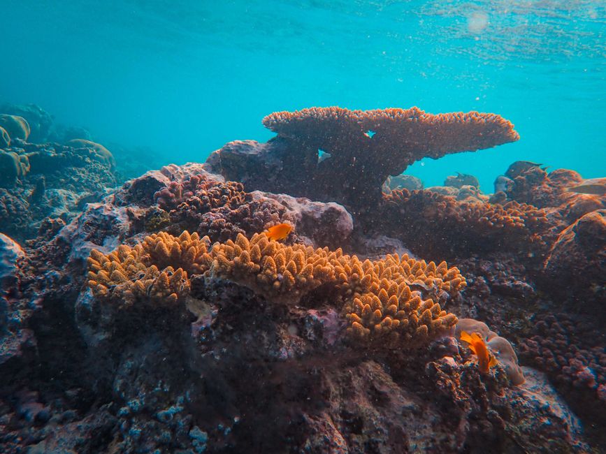 Scuba divers exploring a vibrant coral reef teeming with fish in the clear waters of the Maldives.