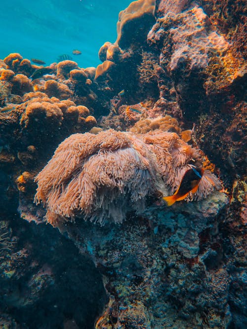 Corals in Close Up Shot