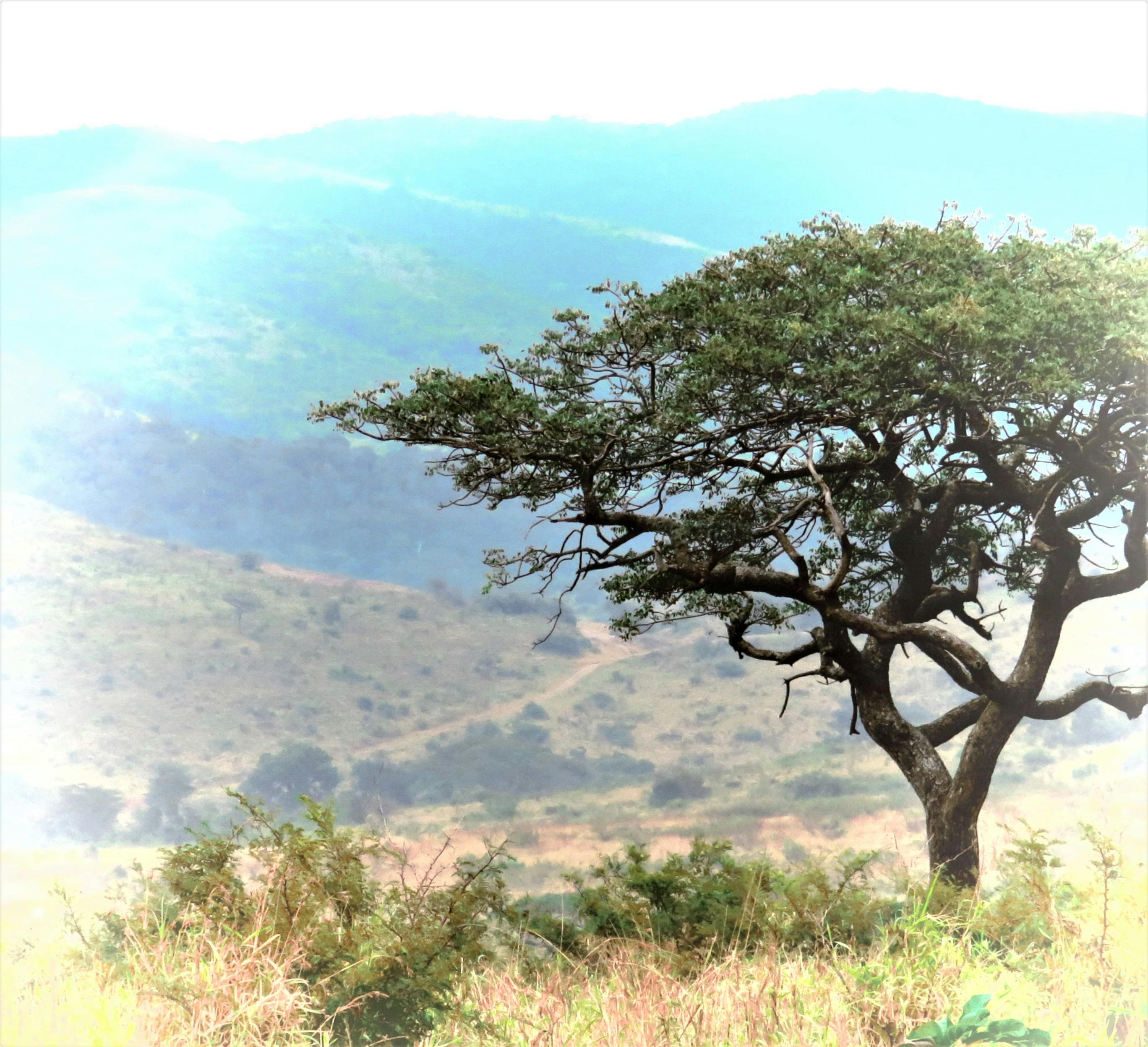 Free stock photo of african bushveld, african hills, lone tree