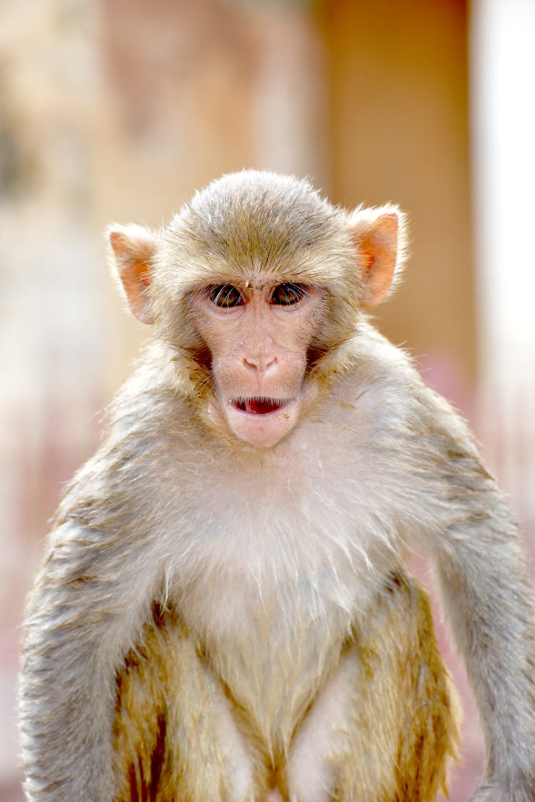 Portrait Of A Rhesus Monkey