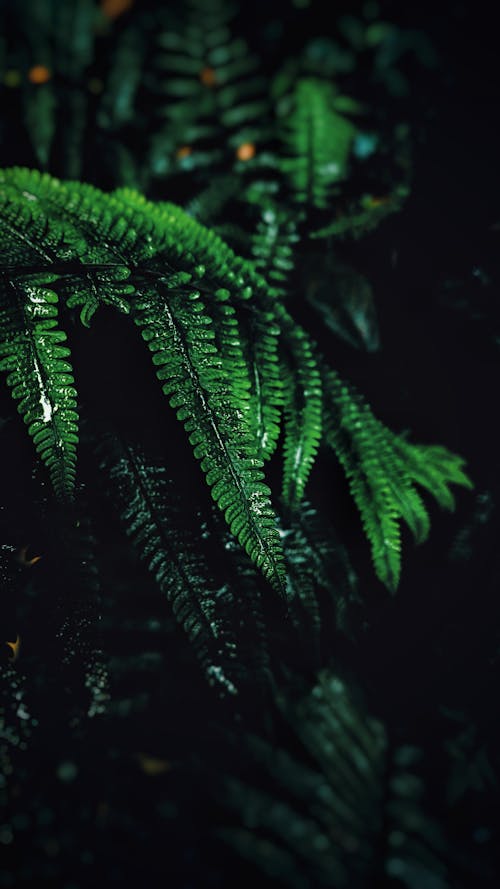 Free stock photo of abstract photo, beautiful nature, big leaf