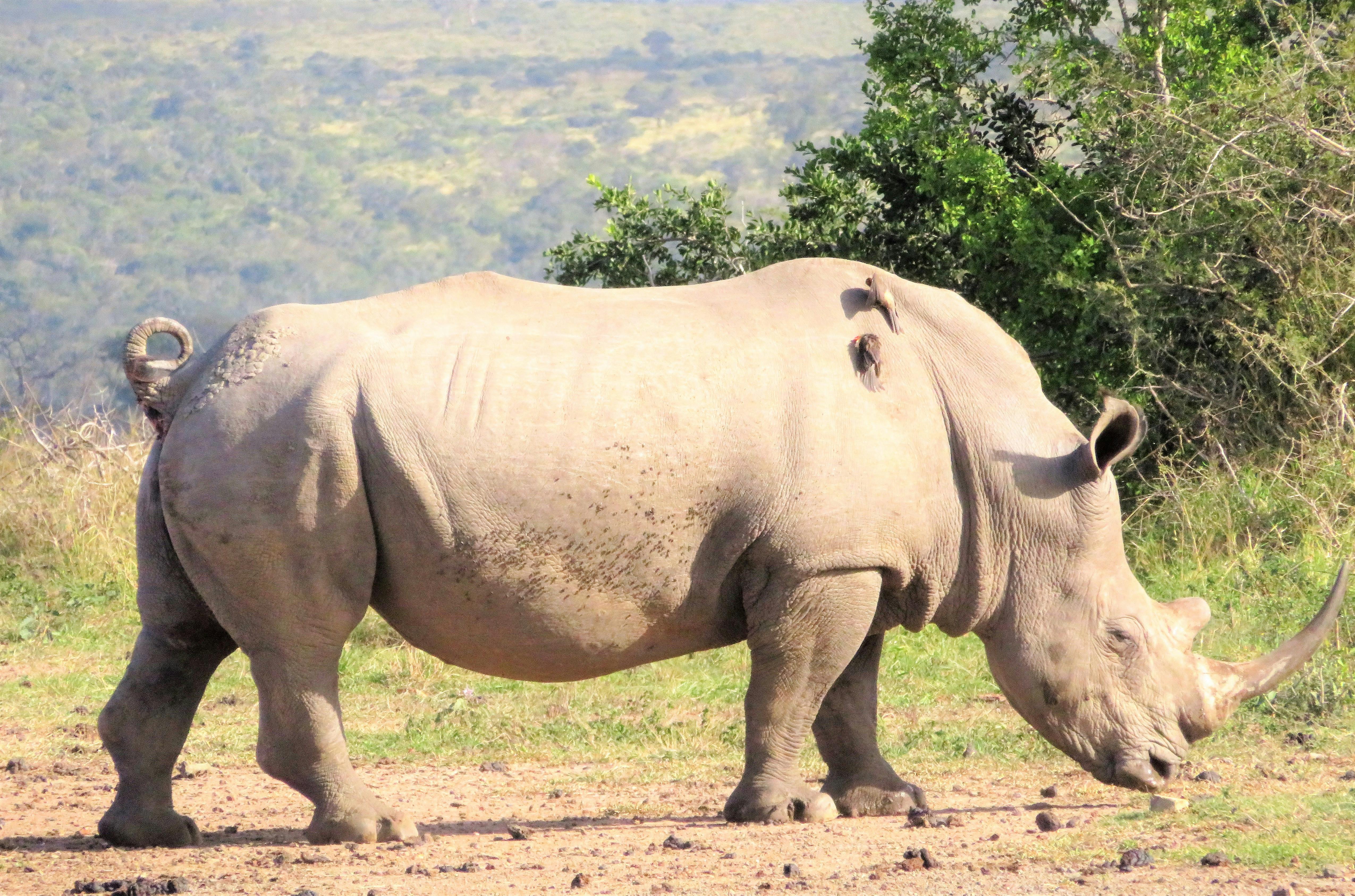 Free stock photo of almost extinct, last of the greats, rhino horn