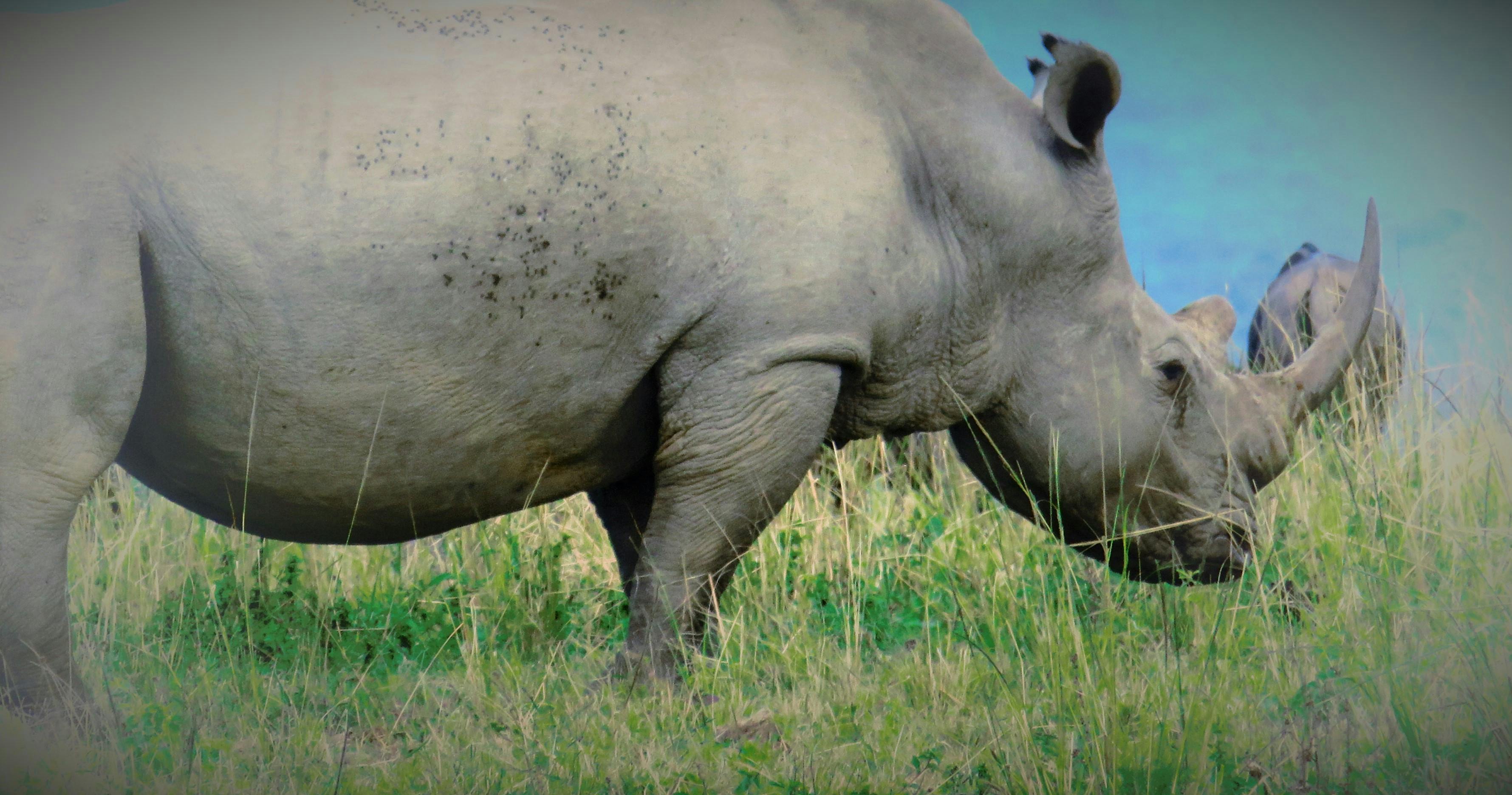 Free stock photo of big horn, majestic beast, rhino