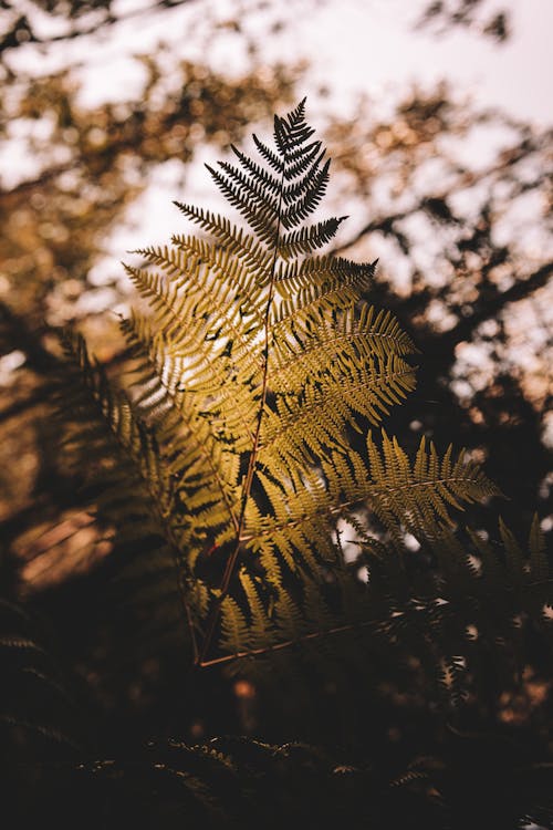 Fern Plants Photo