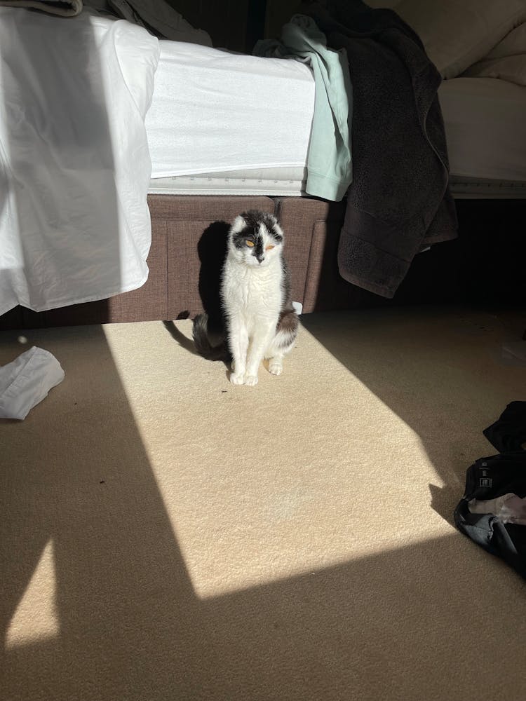 Cat Sitting On A Carpet Floor
