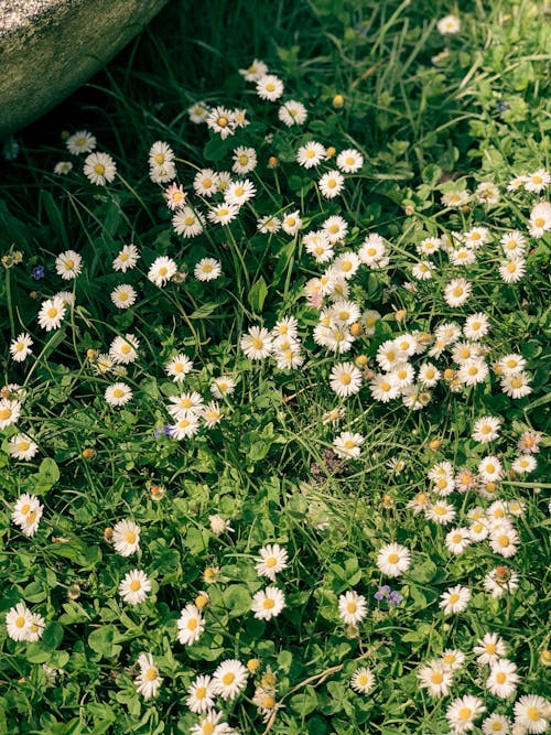 Бесплатное стоковое фото с белые маргаритки, вертикальный выстрел, полевые цветы