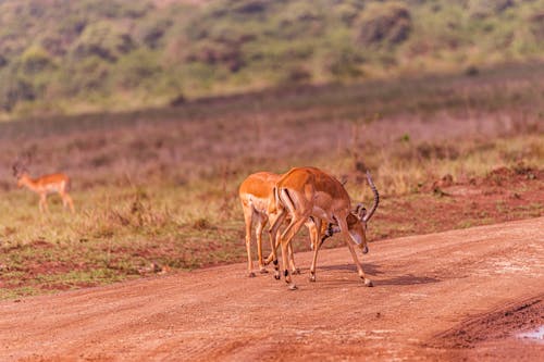 Gazelle Fighting on Ground